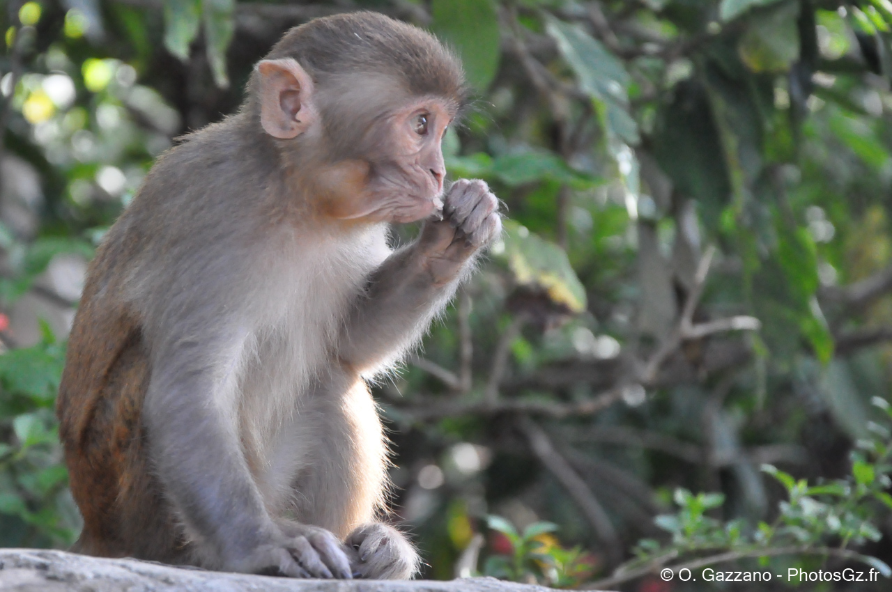 Temple des Singes / Katmandou