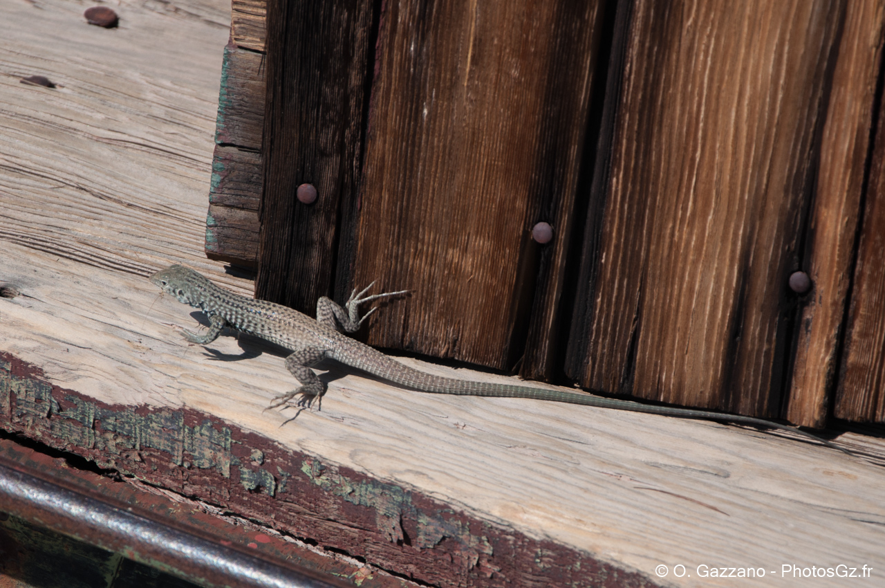 Un lézard Américain / Desert de la mort