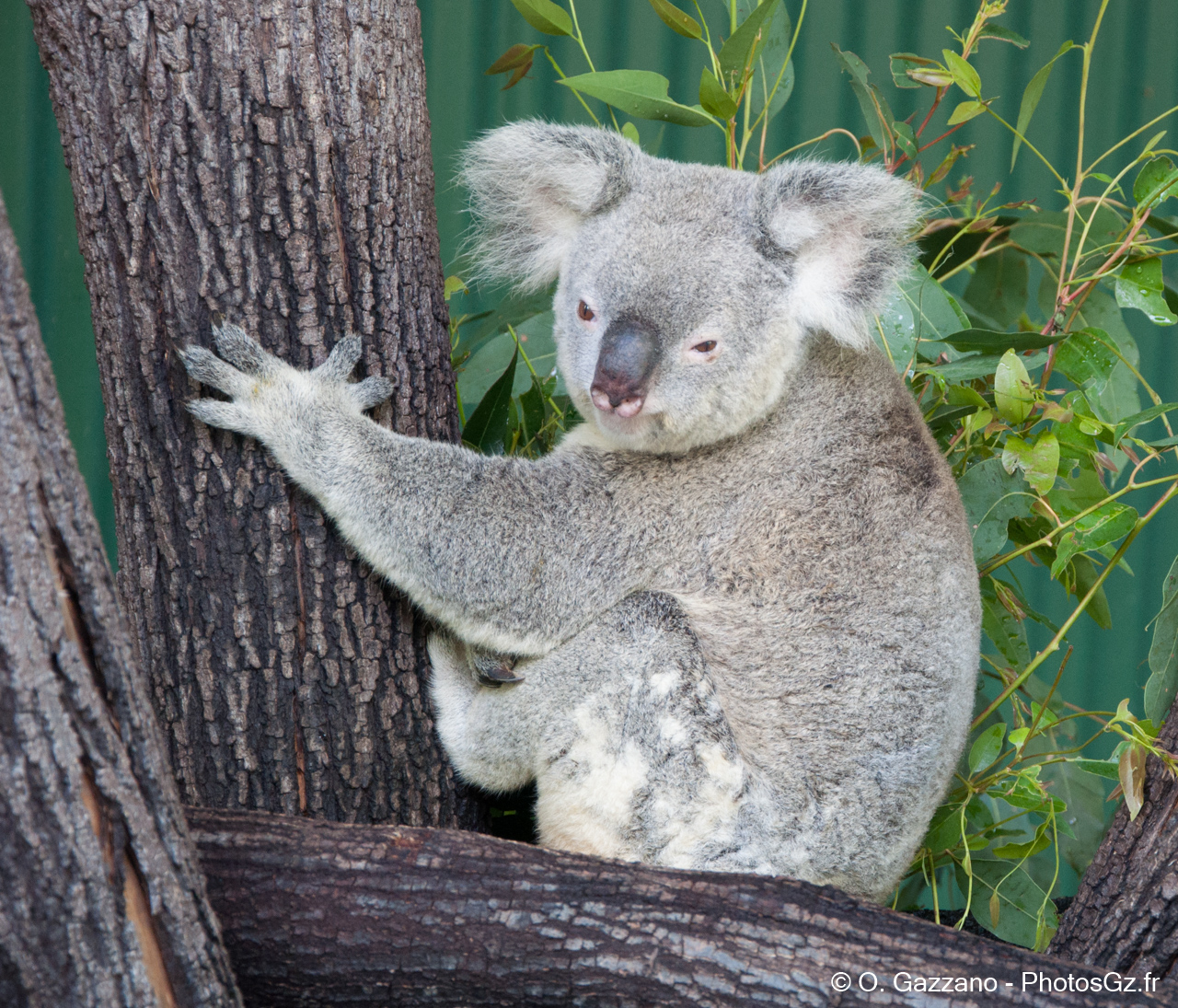 Koala / Musée de Cairns, Australie