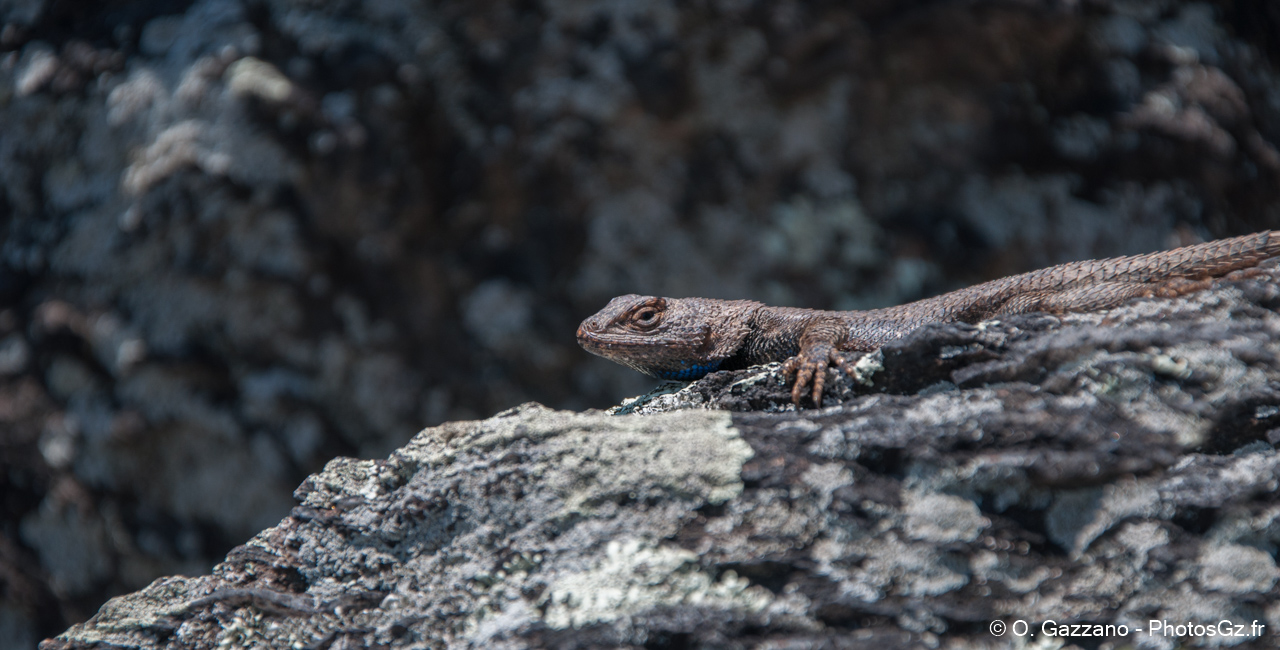 Lézard Américain