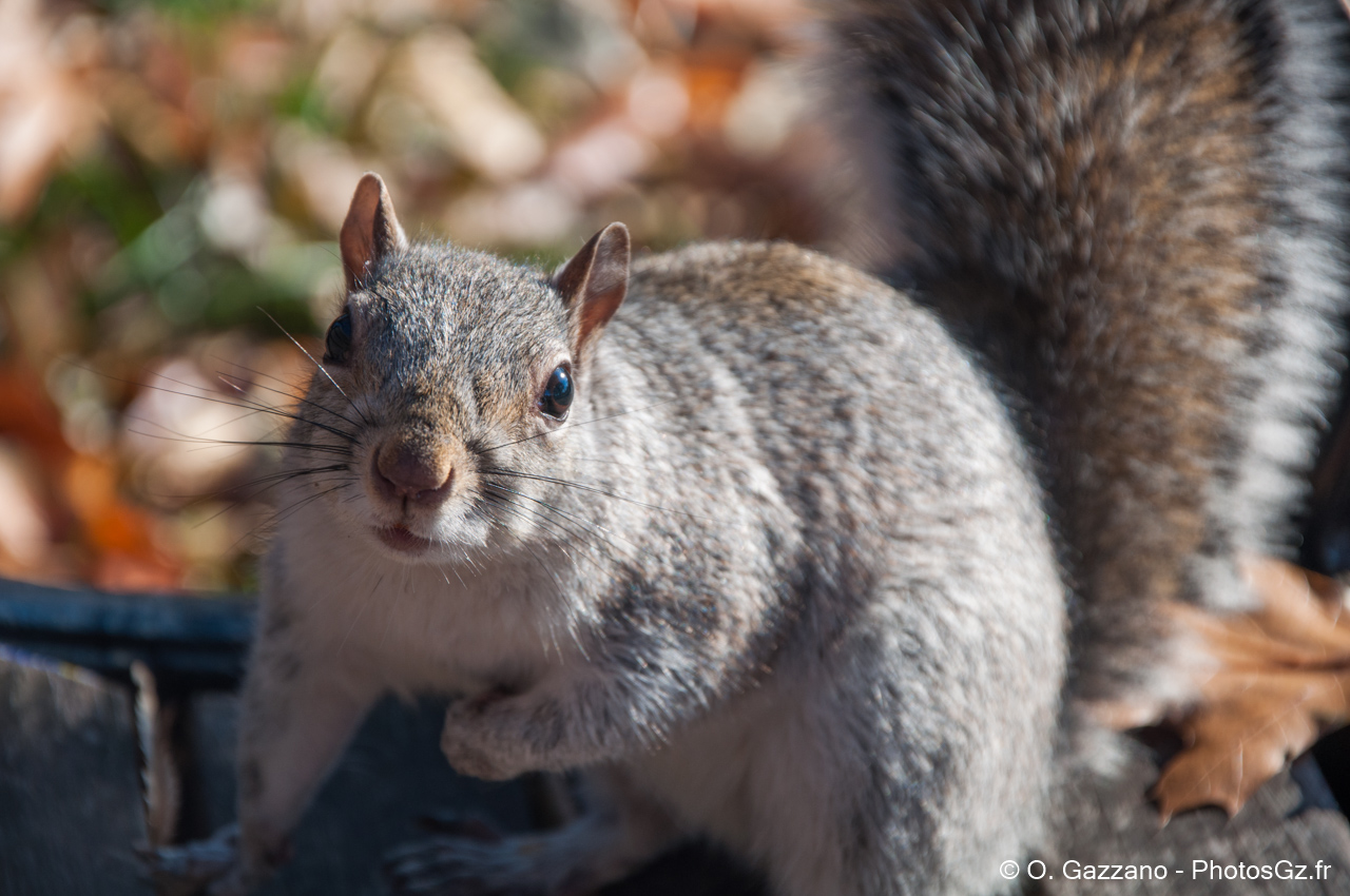 Ecureil de Washignton