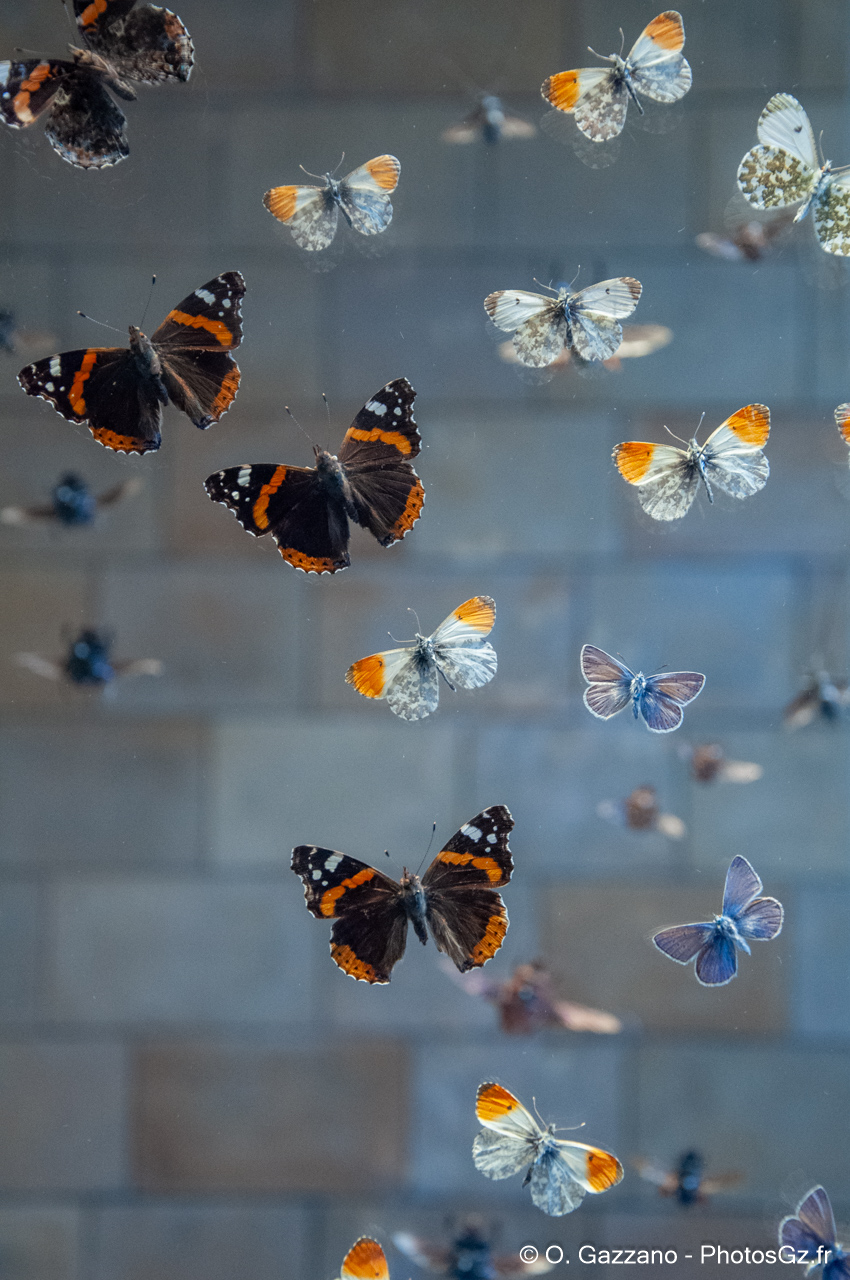 National History Museum, Londres
