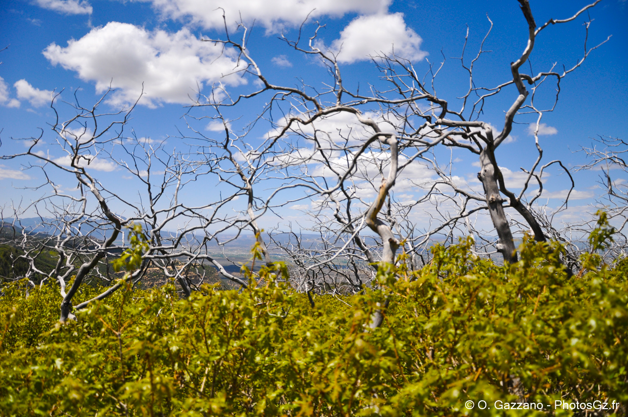 Vegetation de Mesa Verde / Colorado