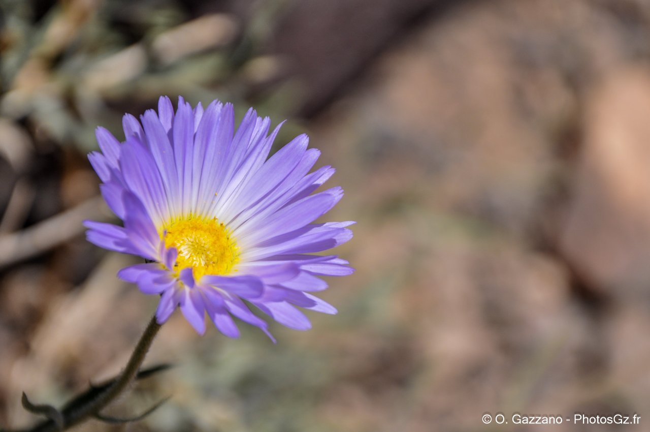 Fleur..Death Valley National Park, Californie, États-Unis - 23 mai 2012