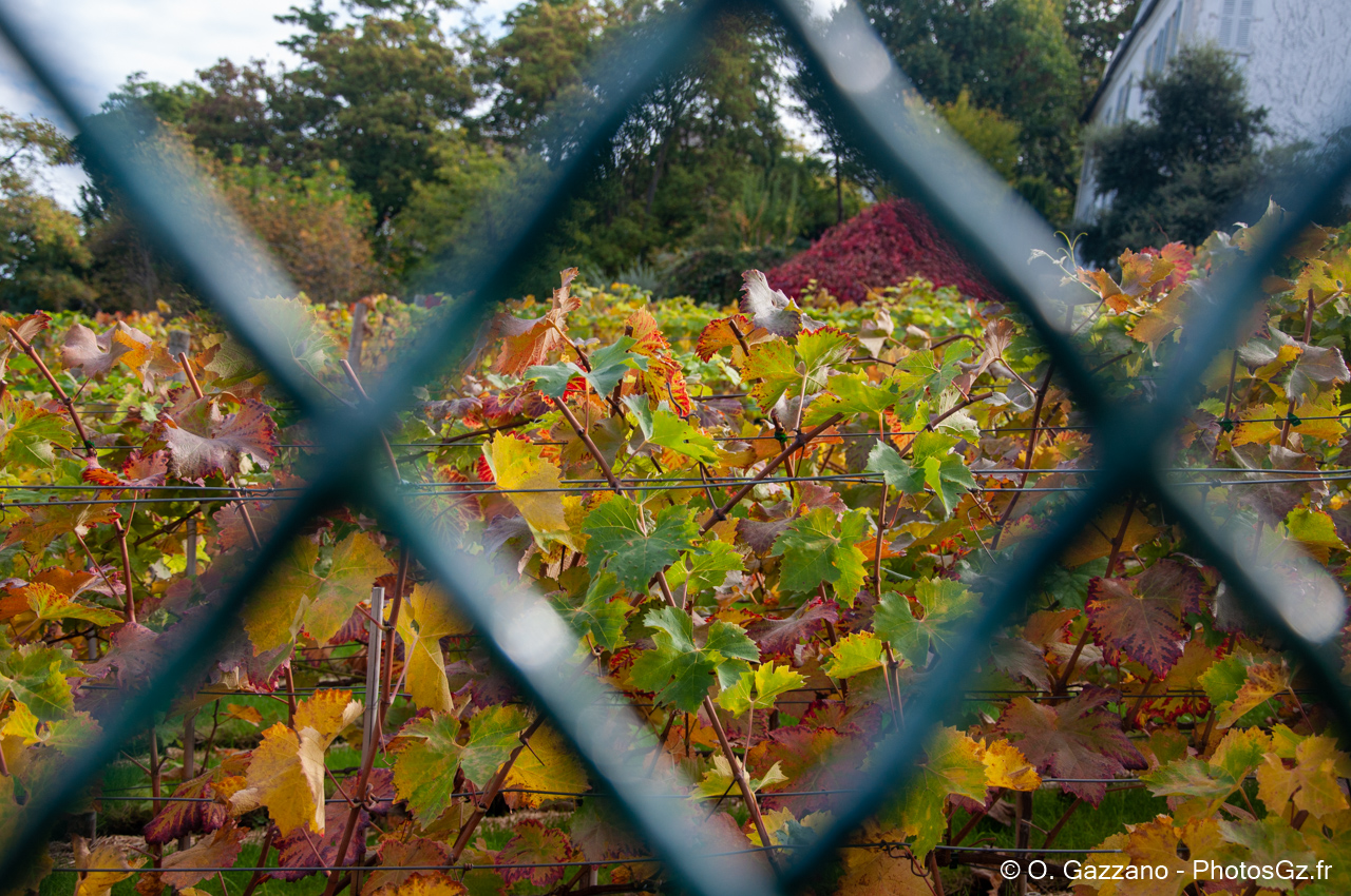 Vignes Parisiennes - Montmartre