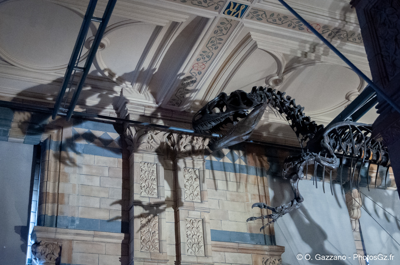 National History Museum, Londres