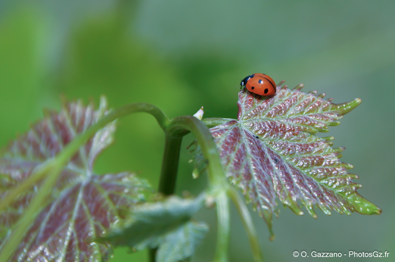 Coccinelle à Port Saint Louis de Rhône