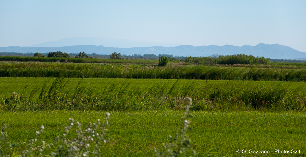 Rizières de Camargue