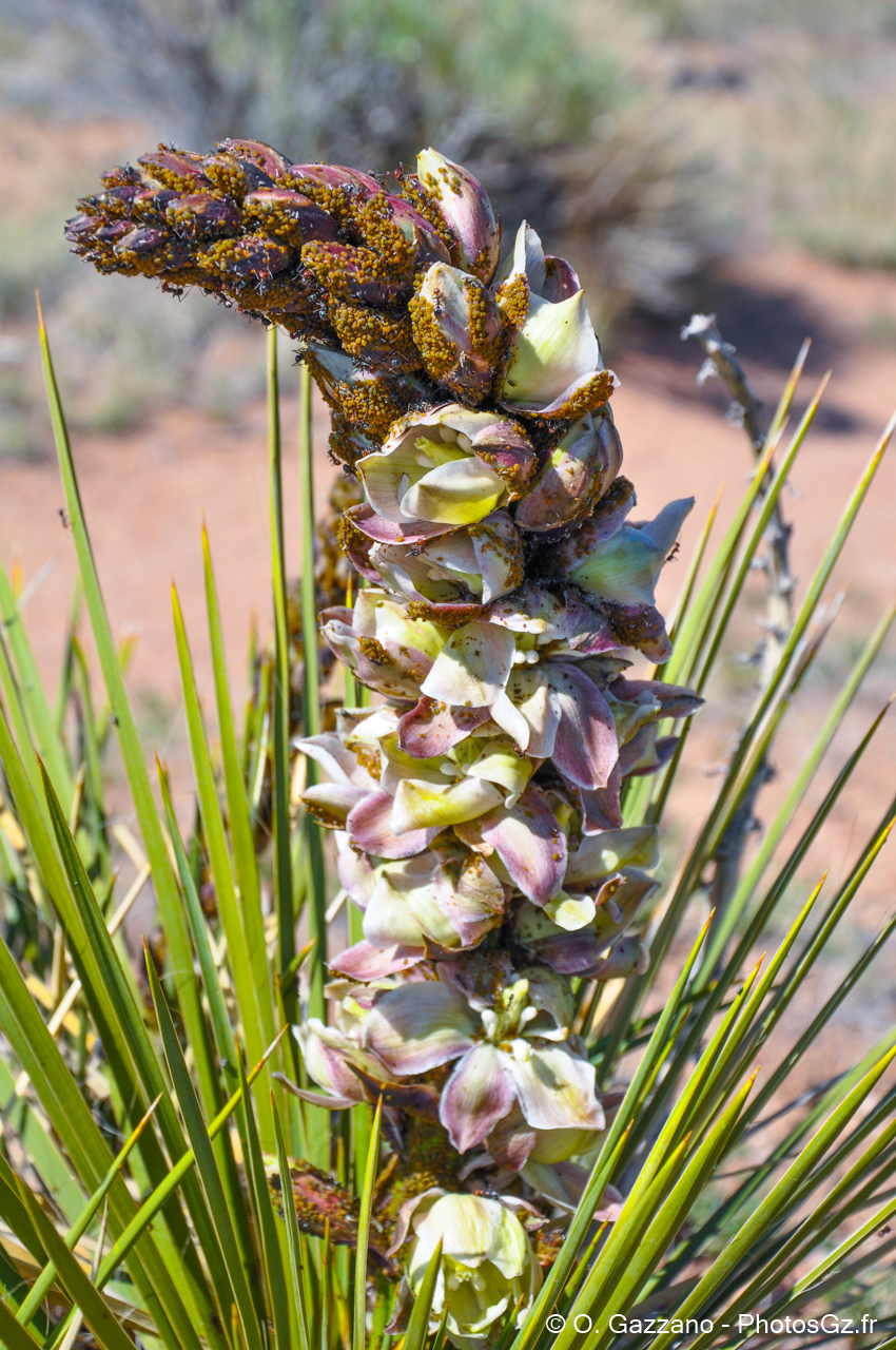 Fleur de cactus / Santa Fé