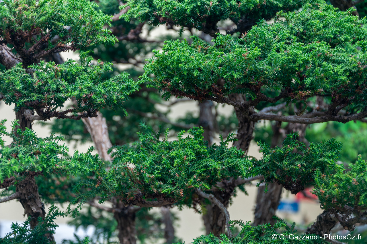 Bonsaï - Domaine départemental de la Vallée-aux-Loups