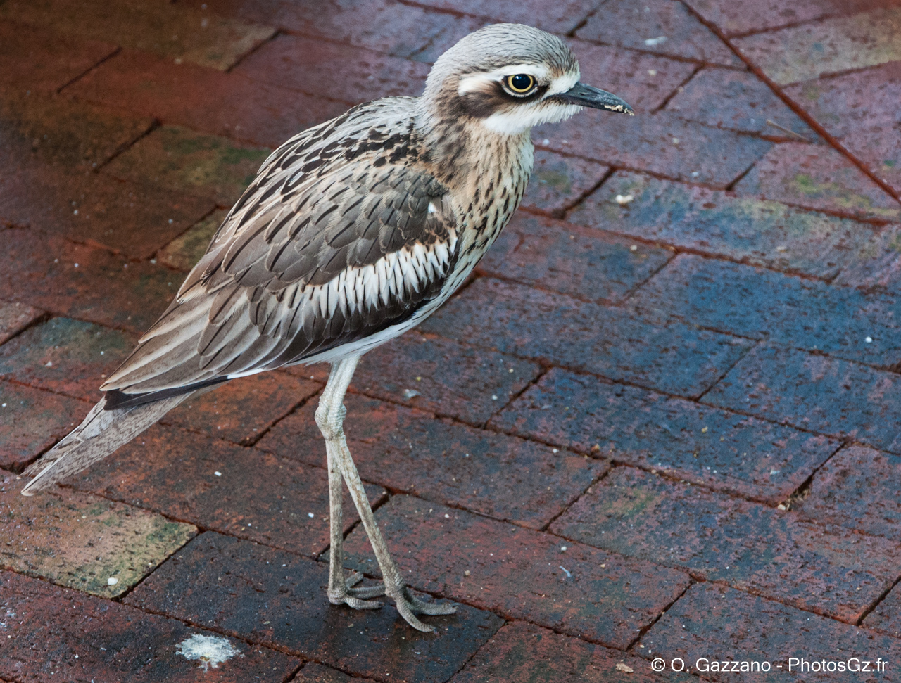 Zoo de Cairns / Australie