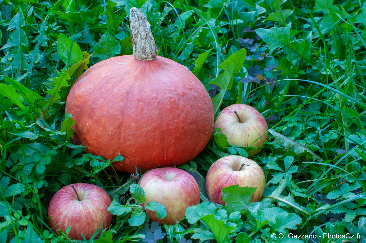 Challenge 52 : Nature morte (2/2)