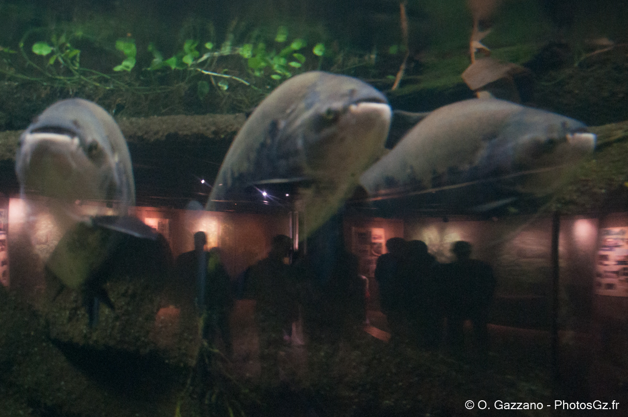 Poison et reflets - Zoo de Washington