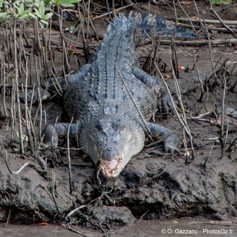 Crocodile sauvage dans la forêt tropicale de Cairns