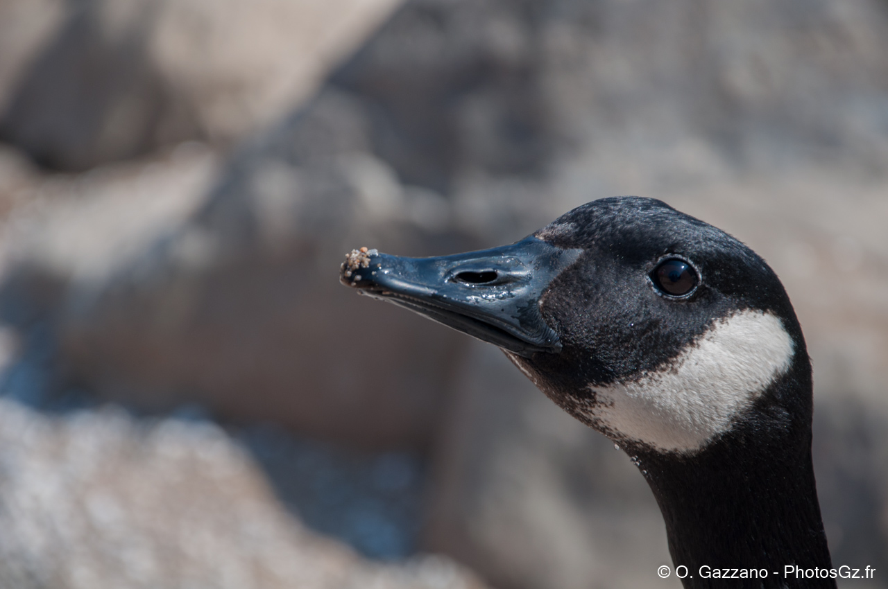 Oie sauvage affamée - Great Fall - Maryland