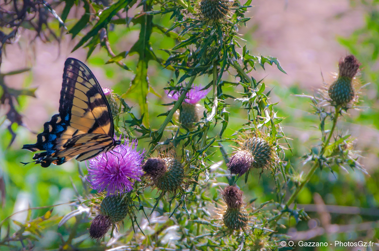 Papillon du Maryland (Papillon Glauque)