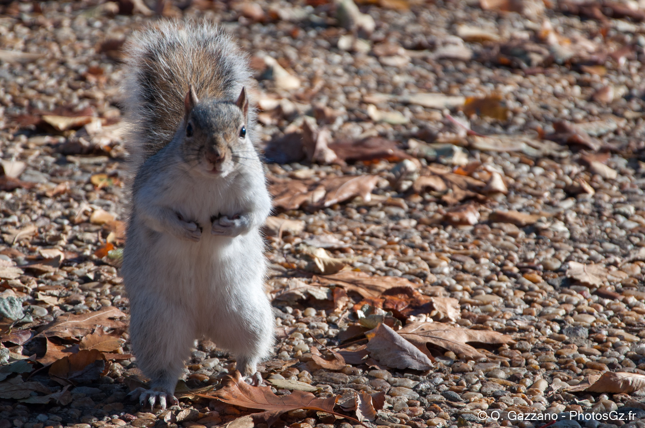 Ecureil de Washignton