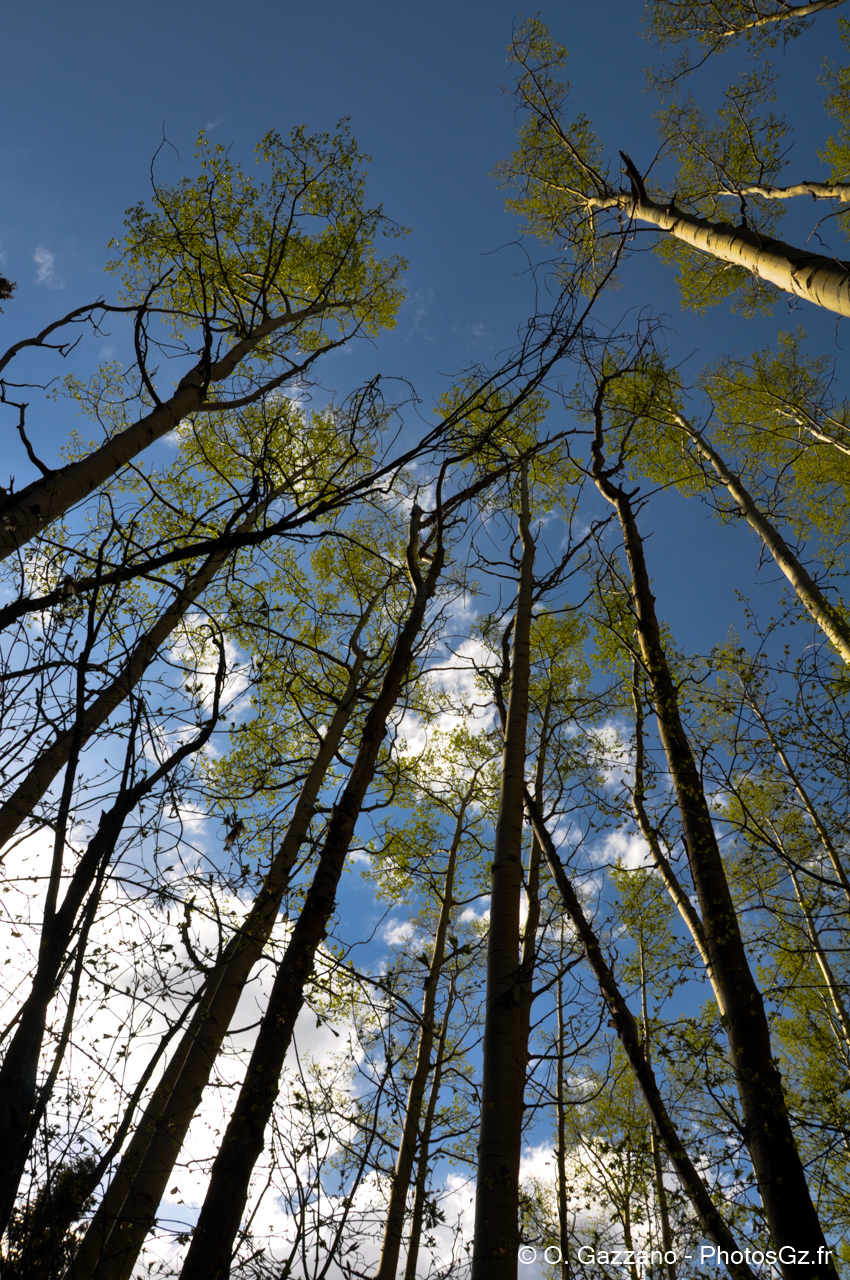 Foret de Santa Fé / Nouveau Mexique