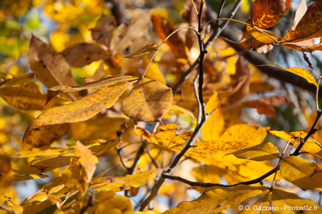 Feuilles d’automne en Virginie..Great Falls, États-Unis - 22 octobre 2016
