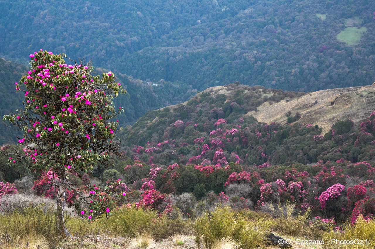 Forêt de Rhododendron / Népal