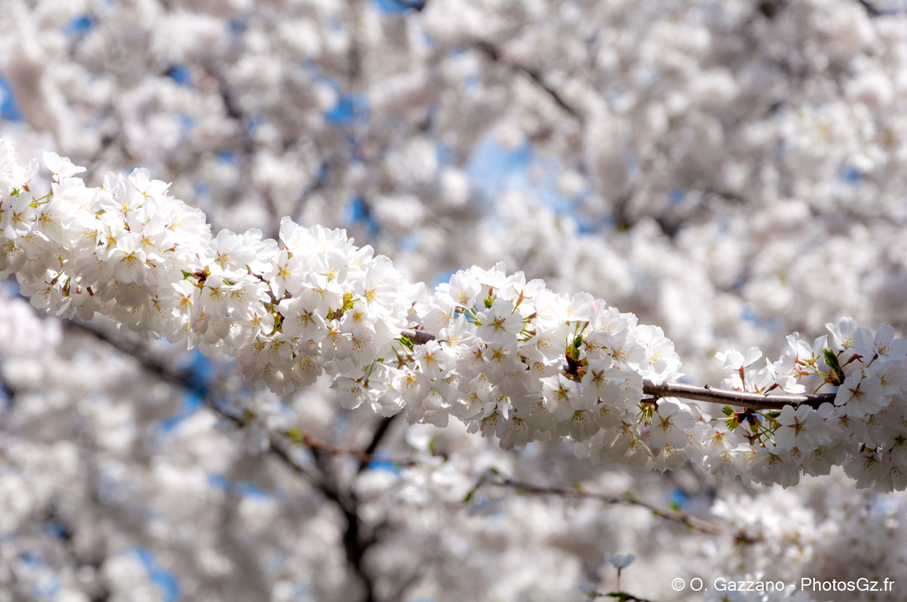 Cherry Blossom at Washington D.C.