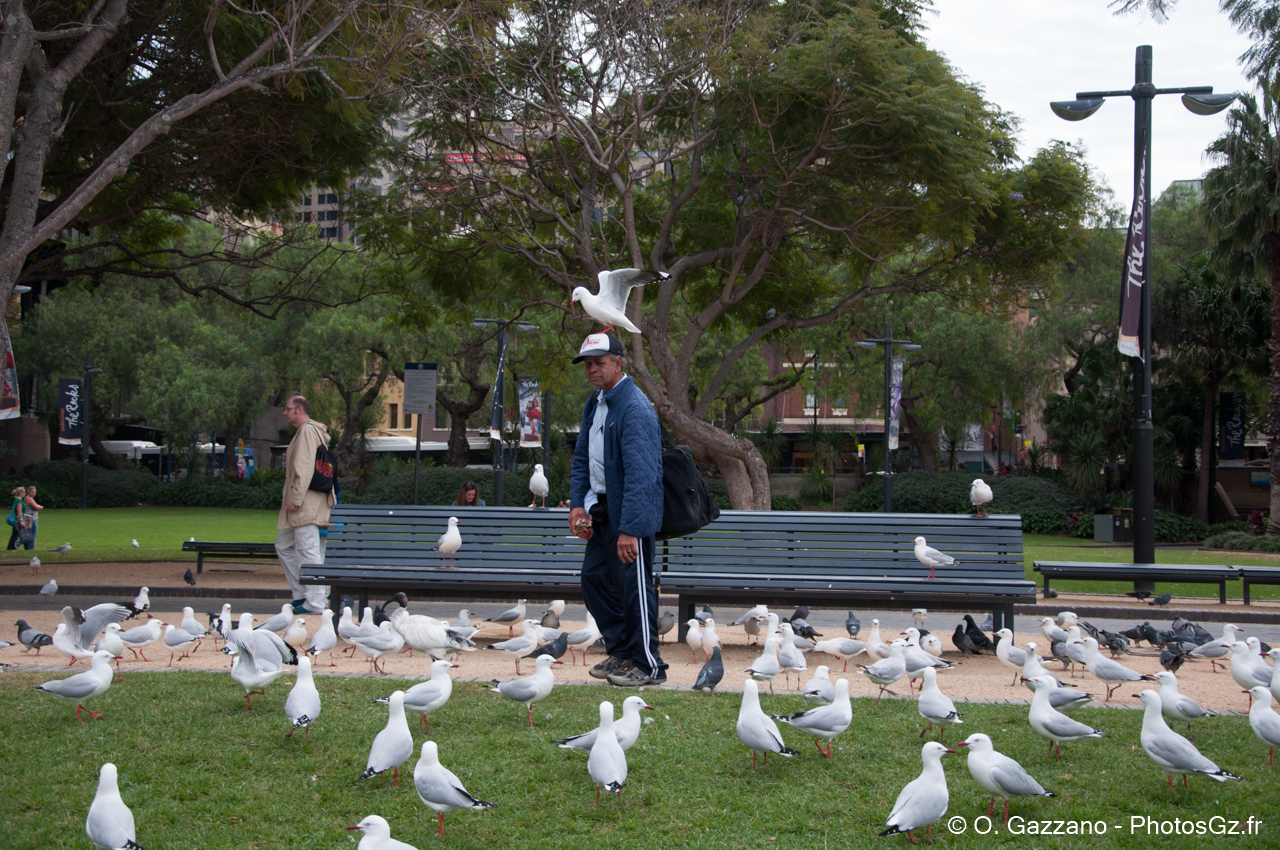 Mouettes ! / Sydney