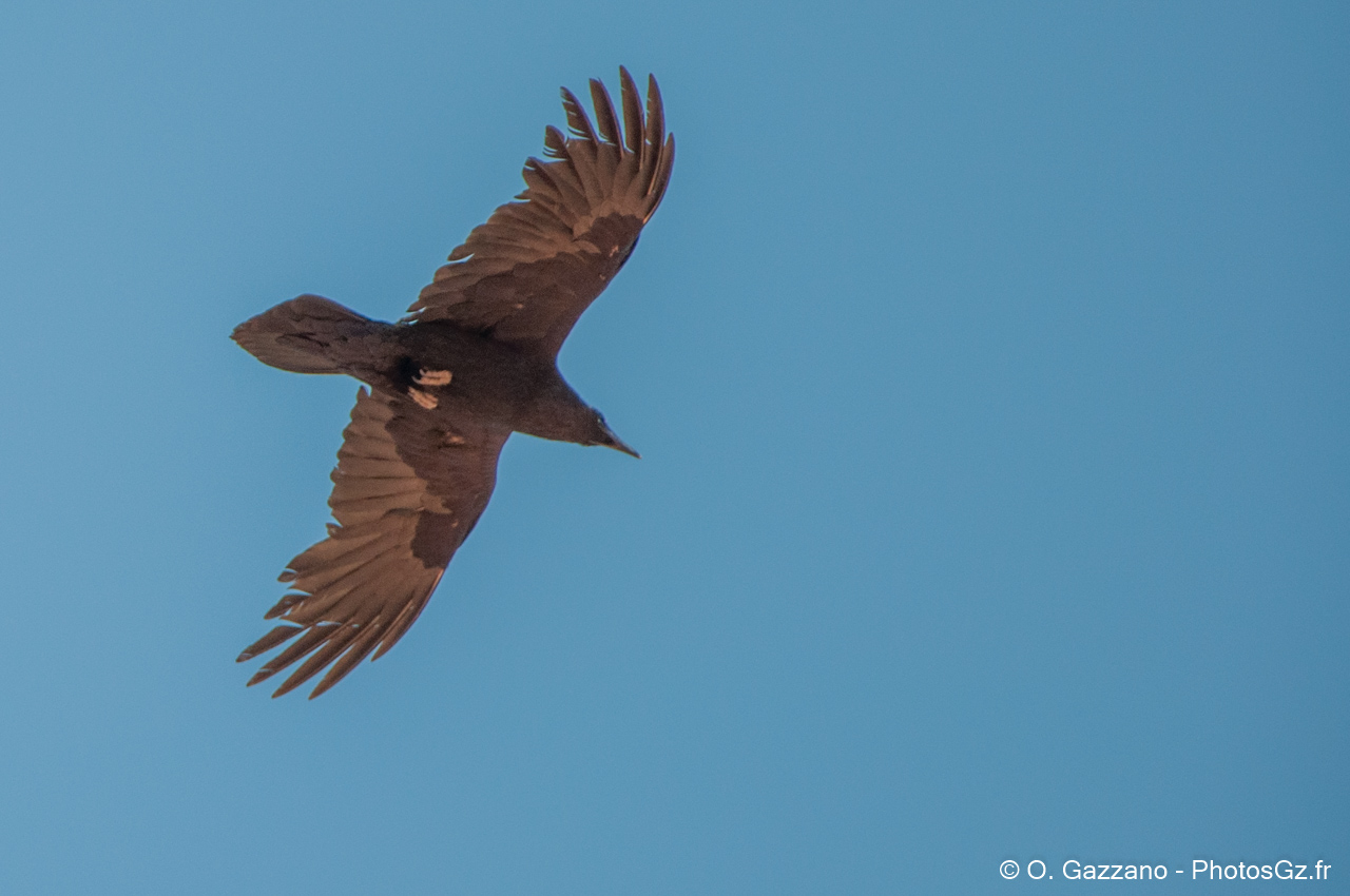 Oiseau en vol / Arches National Park, Etats-Unis