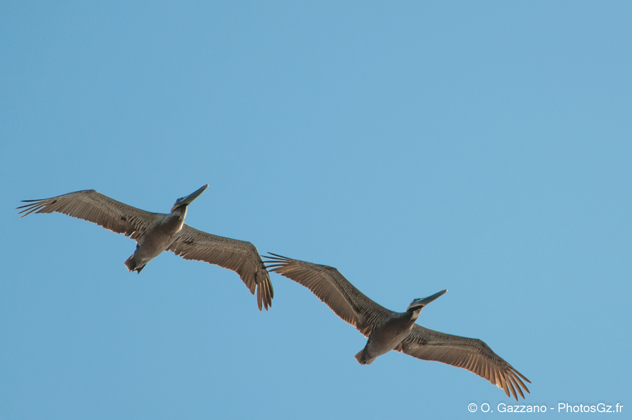 Pélican / San Francisco