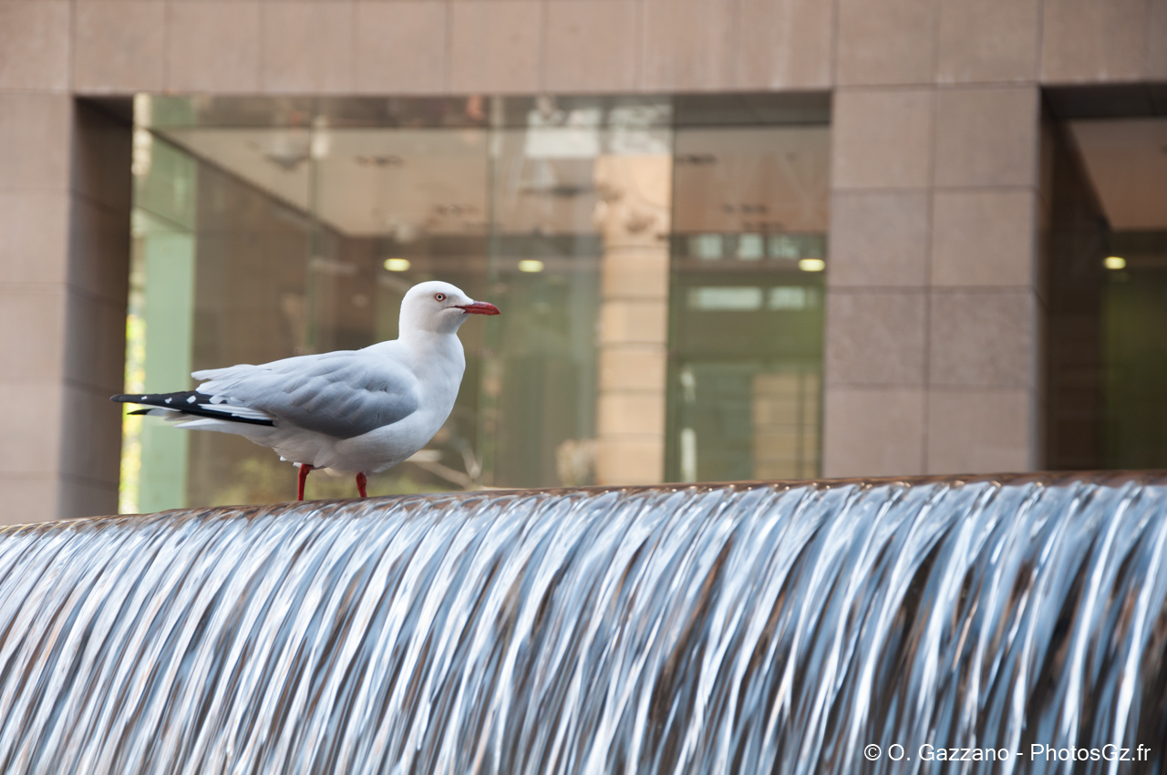 Mouette sur une fontaine / Sydney