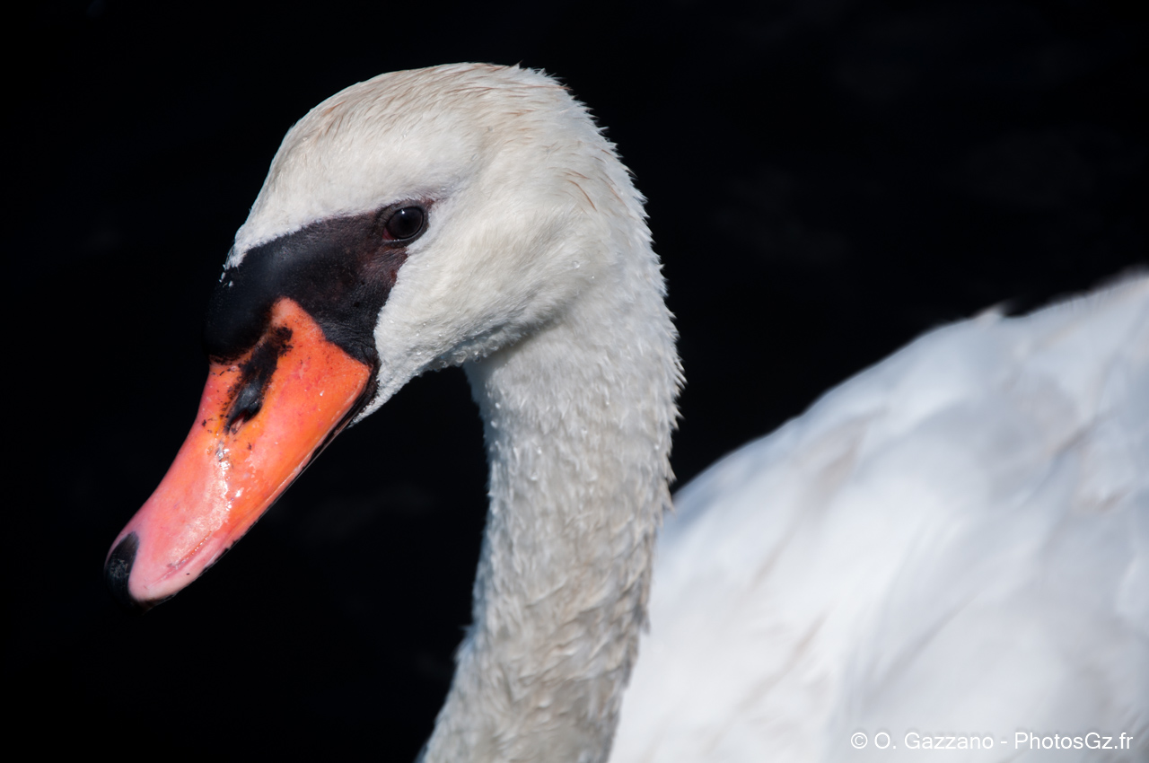 Cygne dans le New Jersey