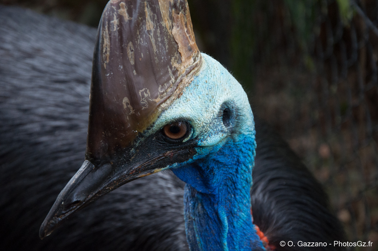 Casoar / Zoo de Cairns, Australie