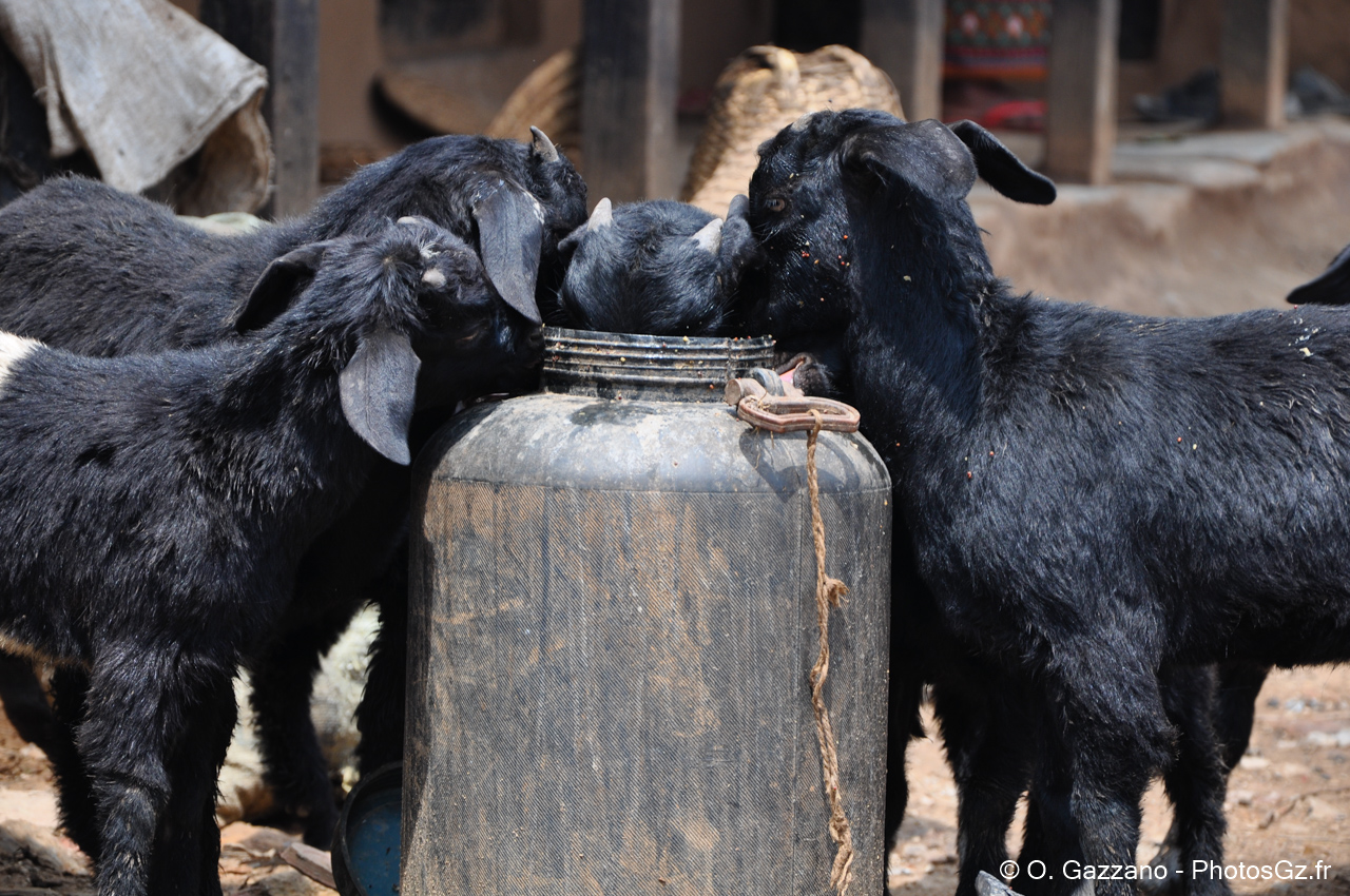 Chèvres / Népal