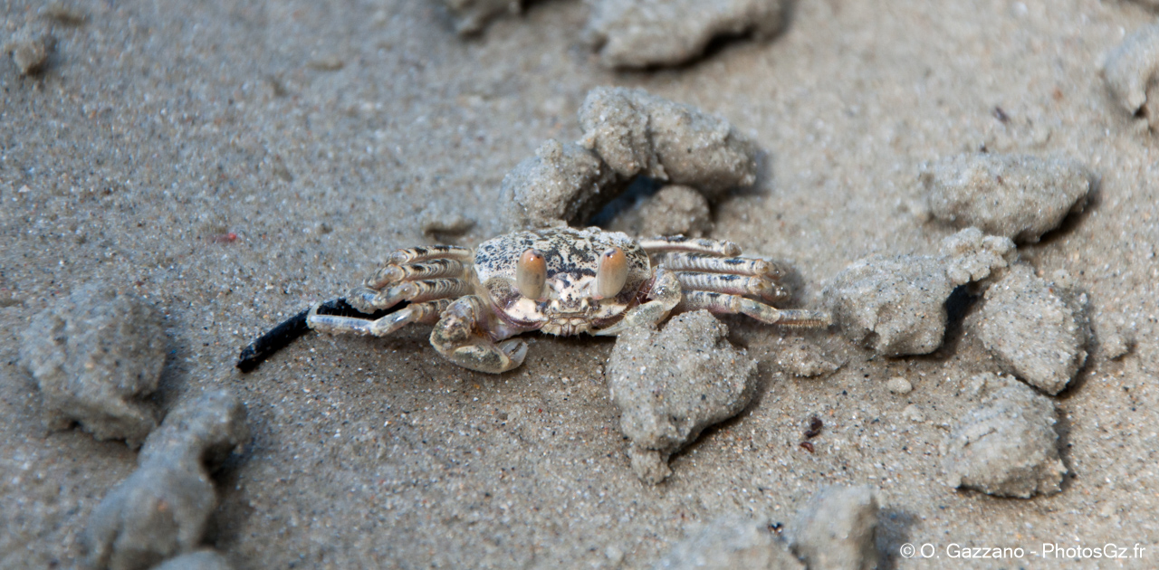 Crabe sur la plage au bord de la forêt tropicale de Cairns