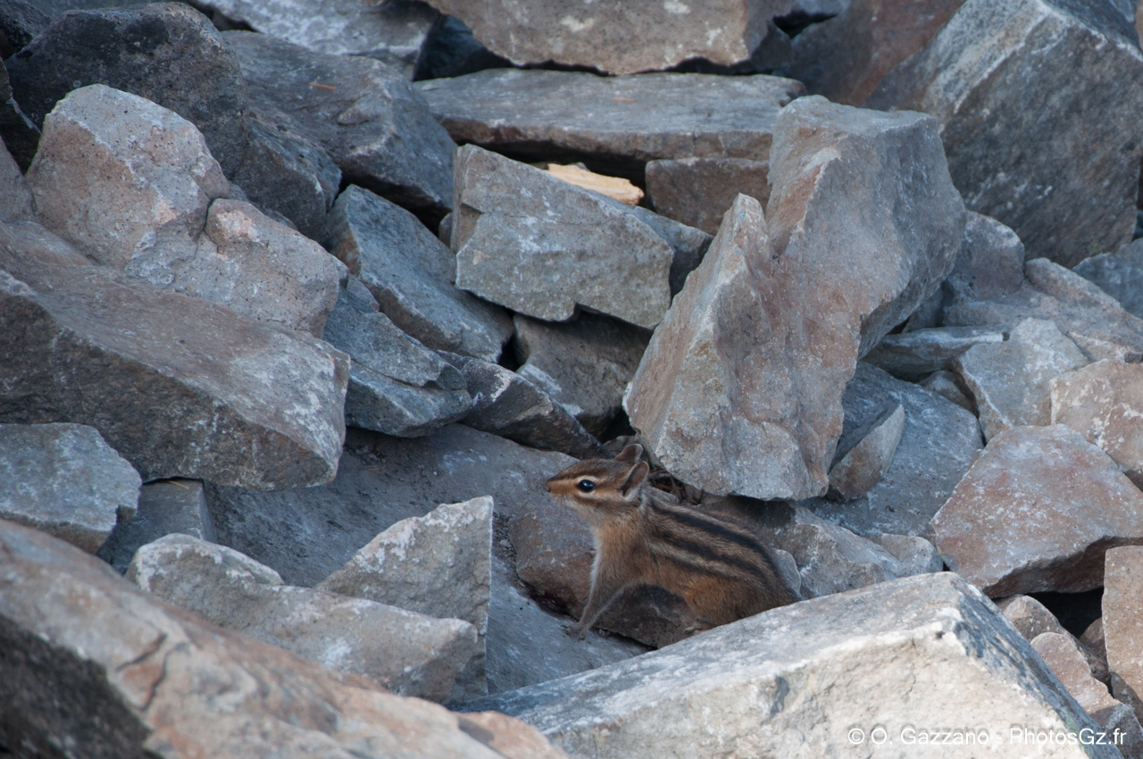 Tamias au sommet de Wind Mountain (Etat du Washington)