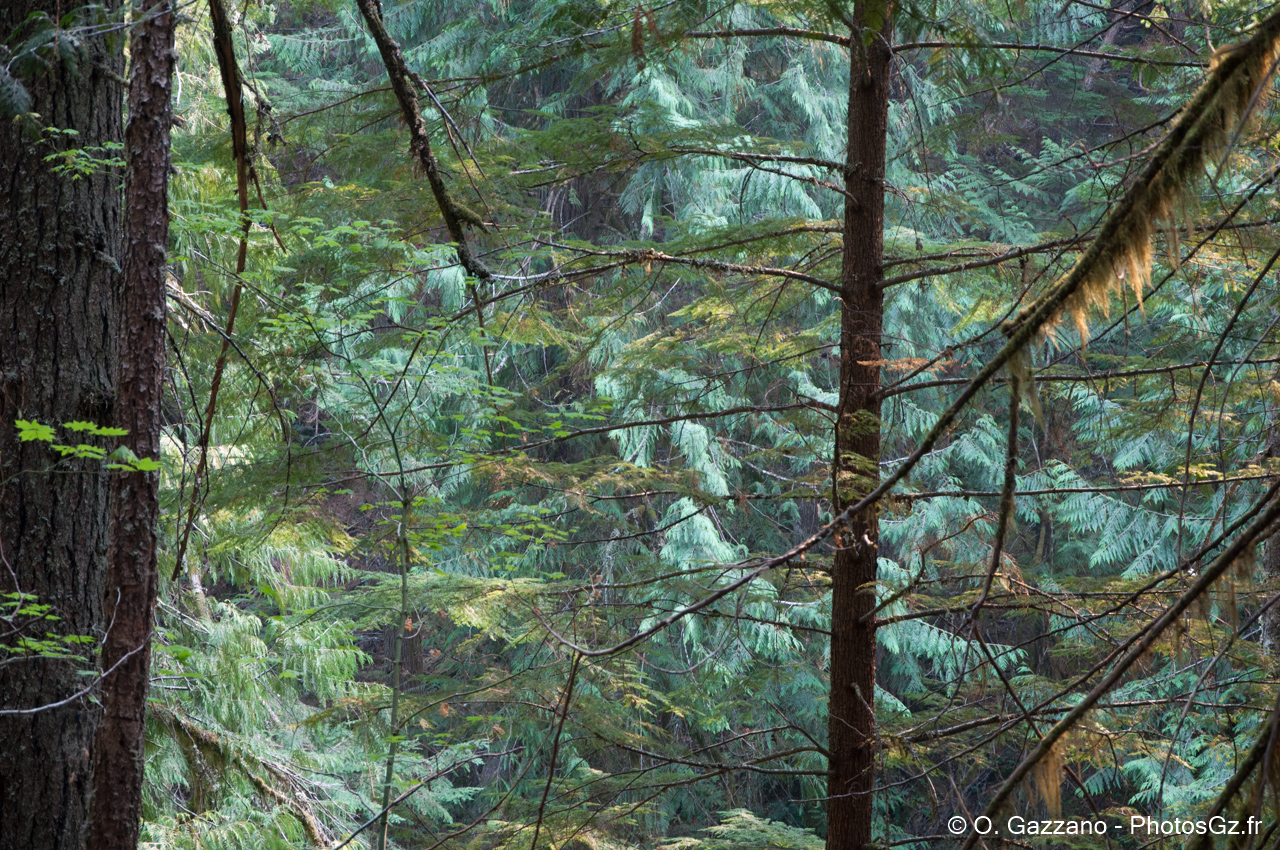 Foret de sapins - Falls Creek trail (Etats du Washington)