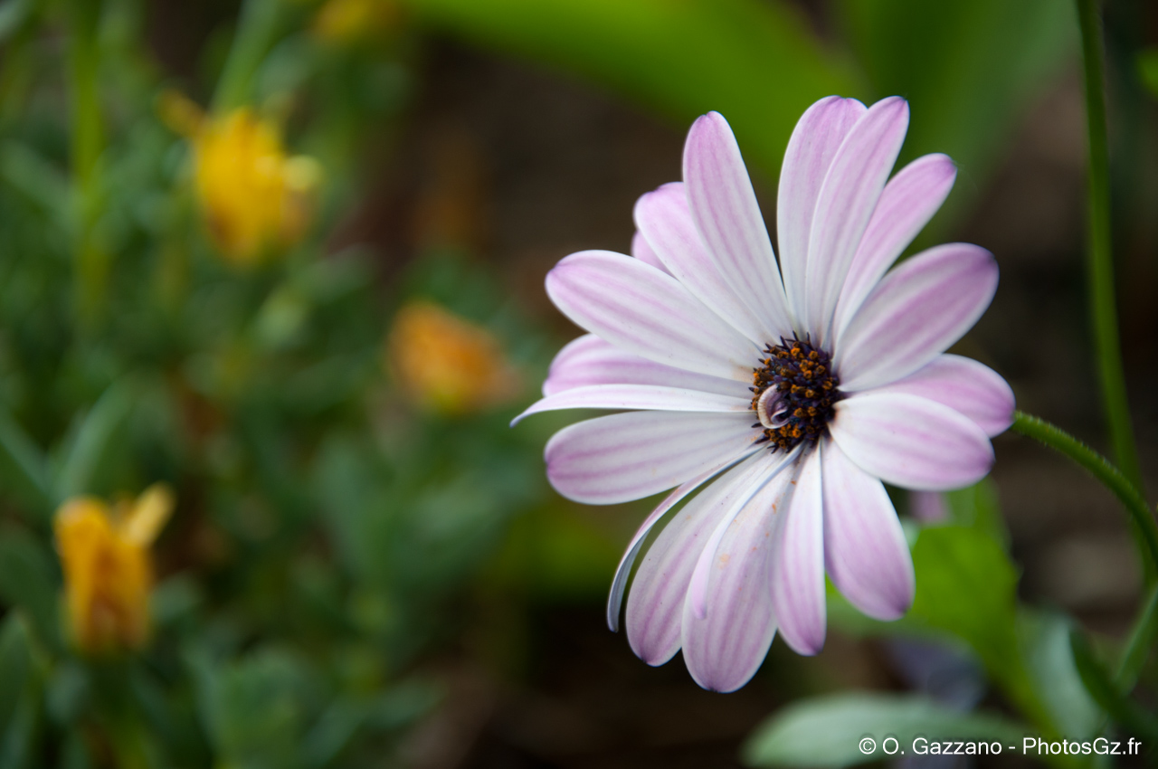 Fleur à Port Saint Louis du Rhône
