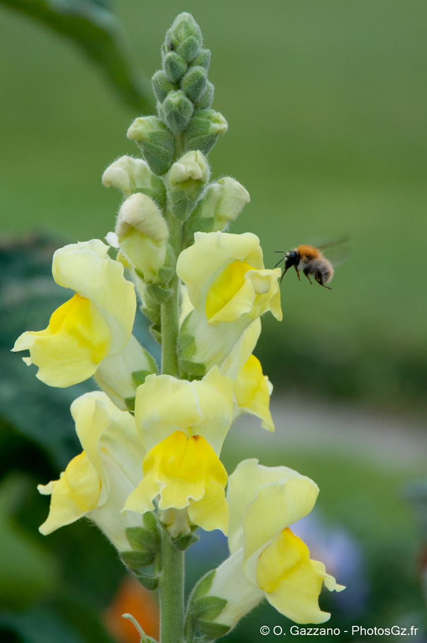 Jardin des plantes / Paris