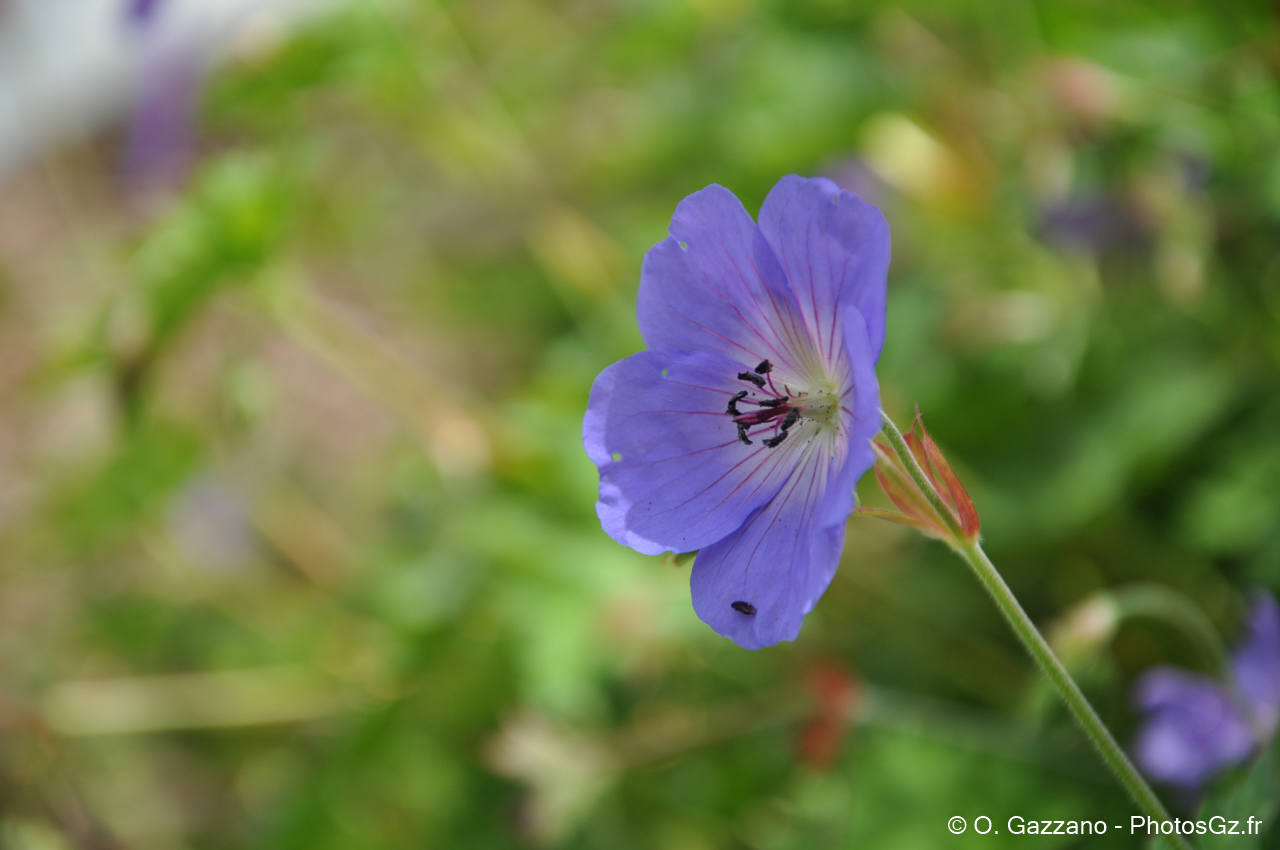 Fleur à Los Angeles