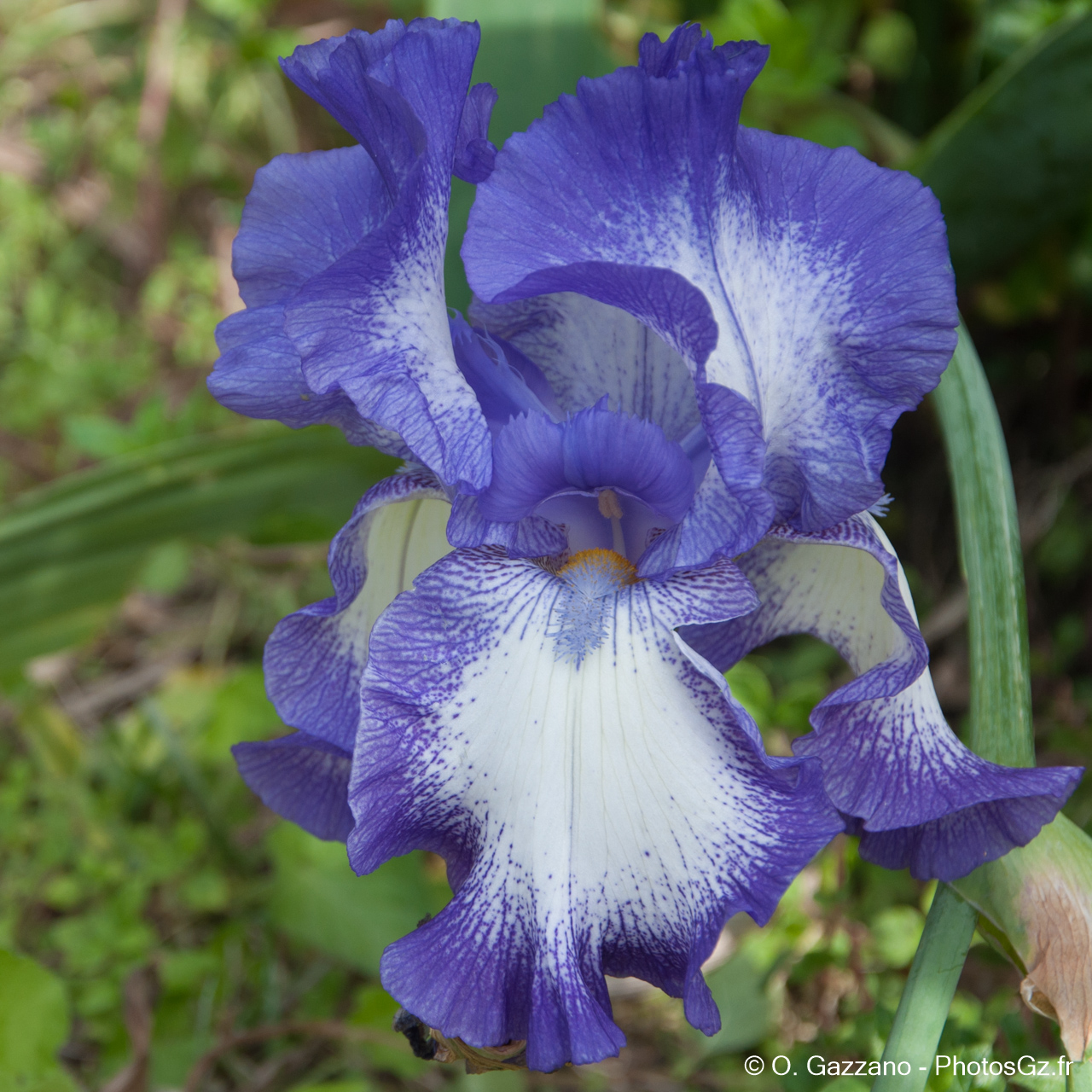Fleur à Port Saint Louis du Rhône