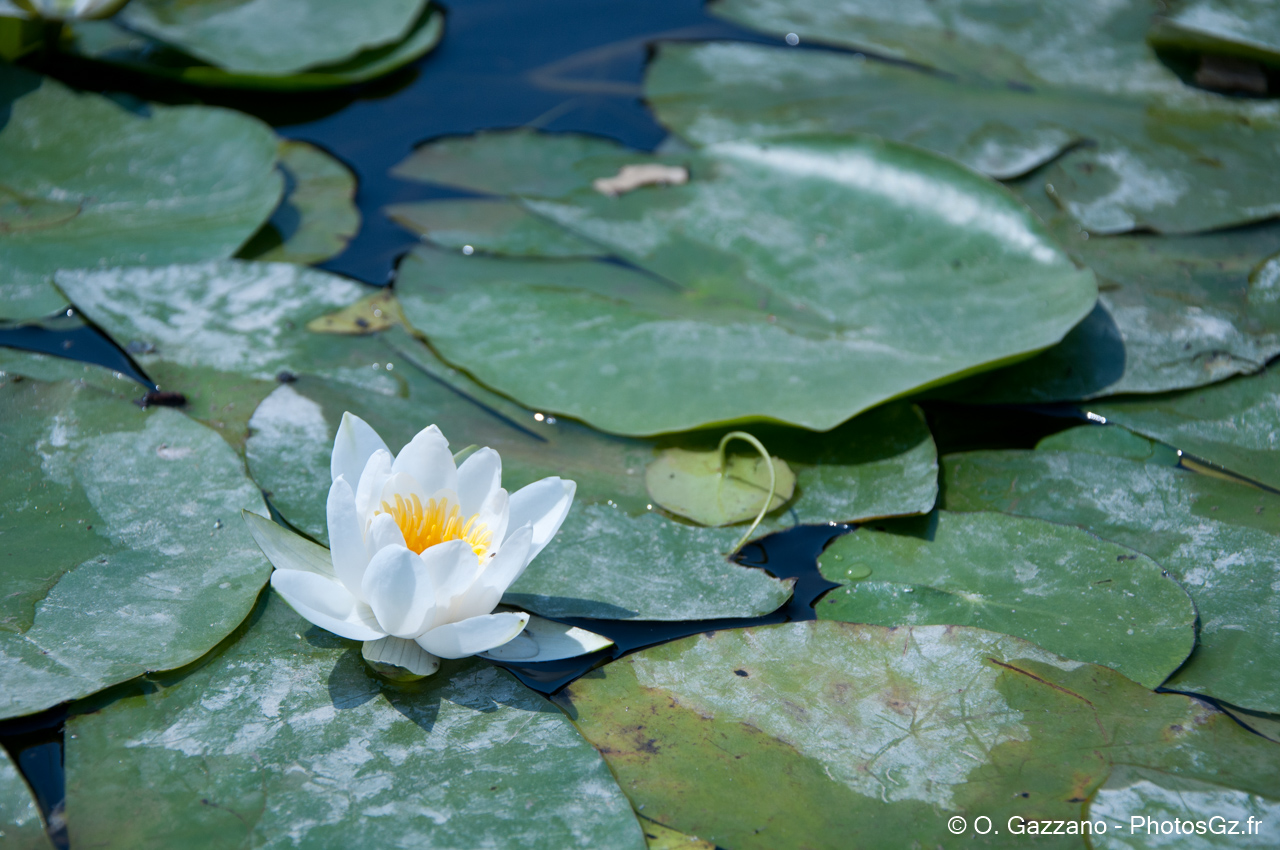 Jardin des plantes / Paris