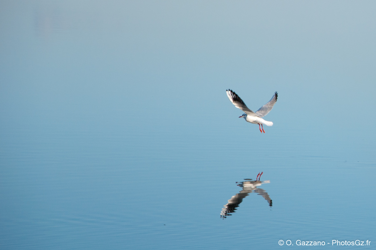 Nouette au décolage / Port Sain Louis du Rhône