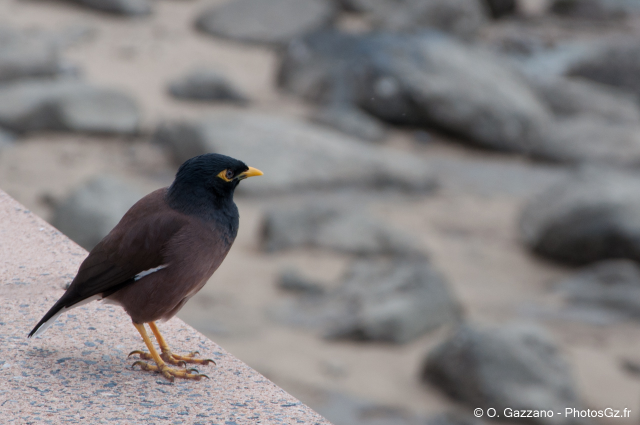 Martin triste / Cairns, Australie