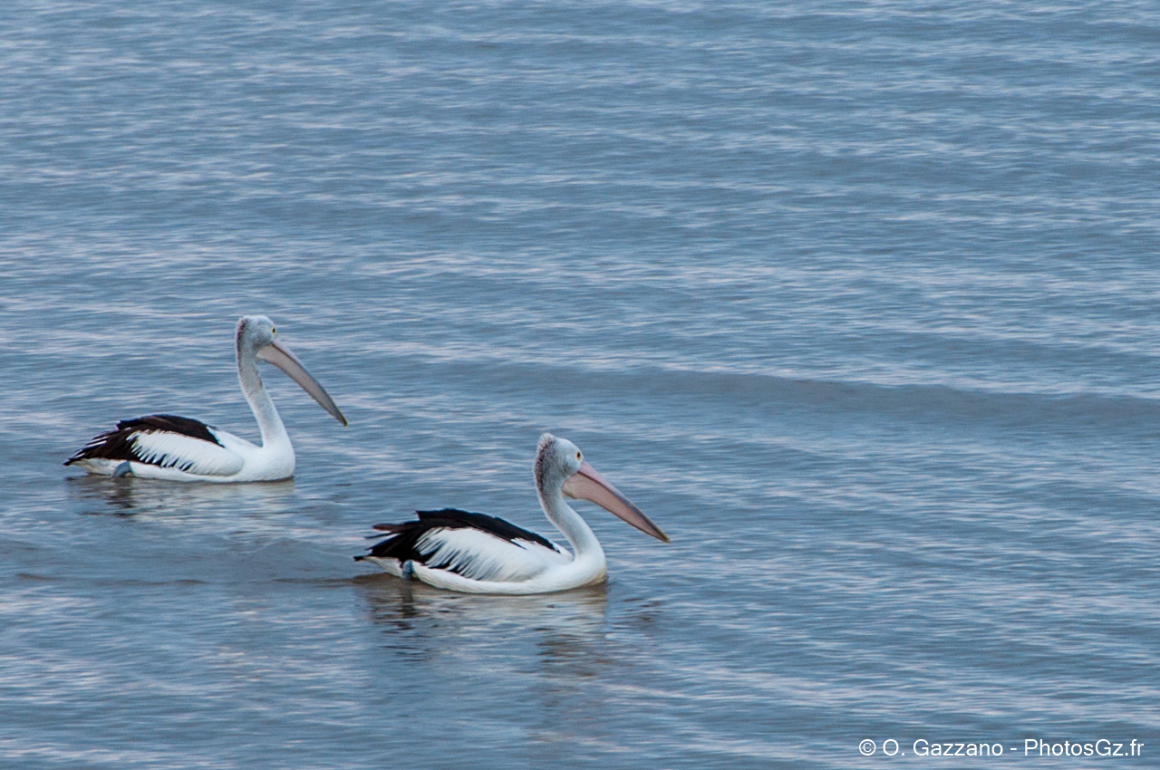 Pélicans à lunettes / Cairns, Australie