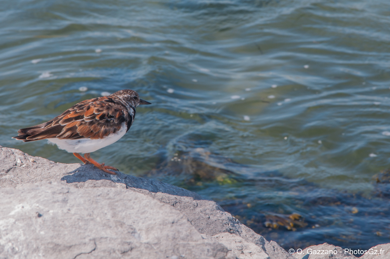 Oiseau dans le New Jersey