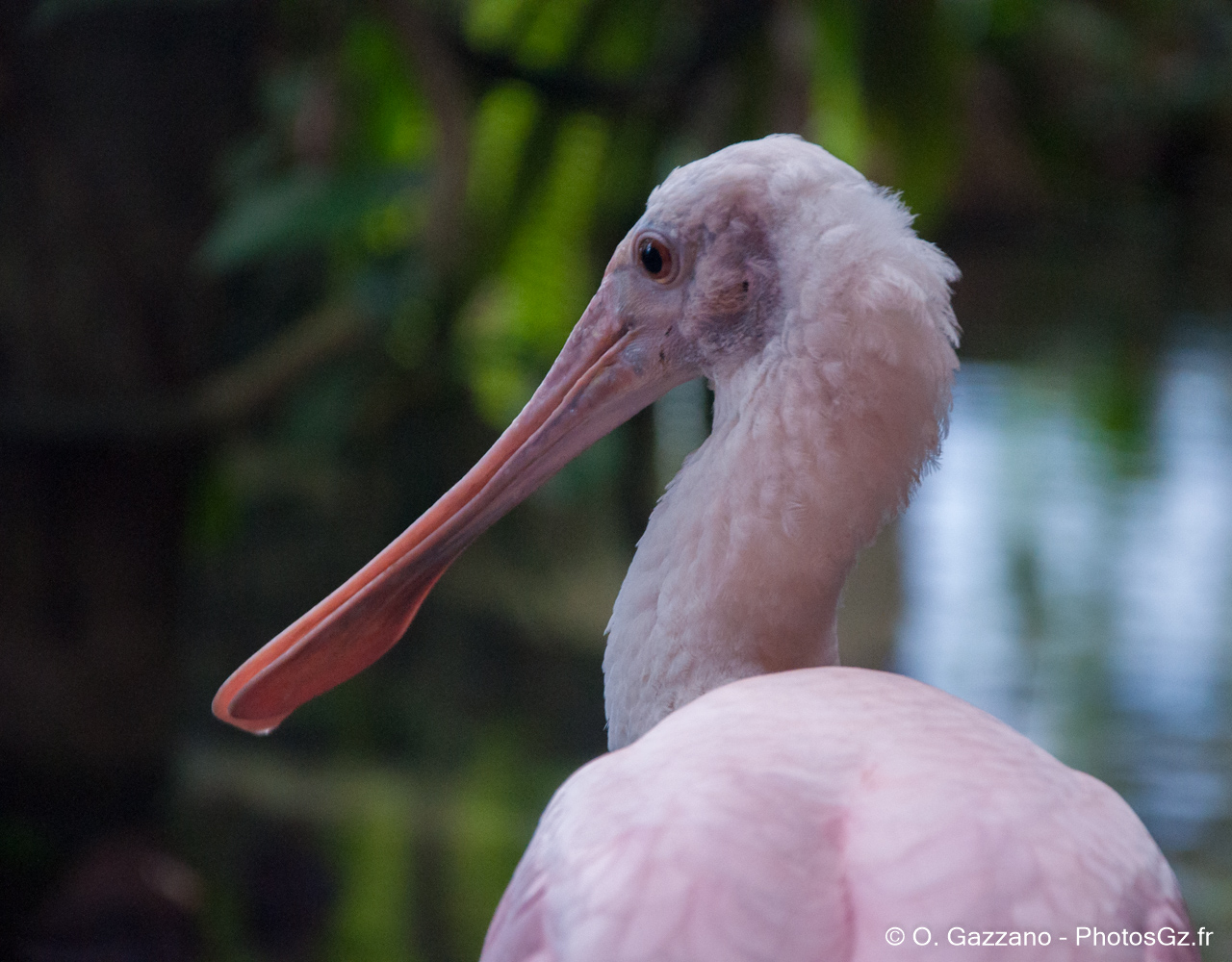 Spatule rosée - Zoo de Washington DC