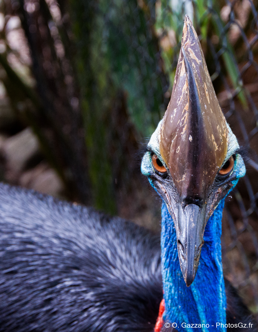 Casoar / Zoo de Cairns, Australie