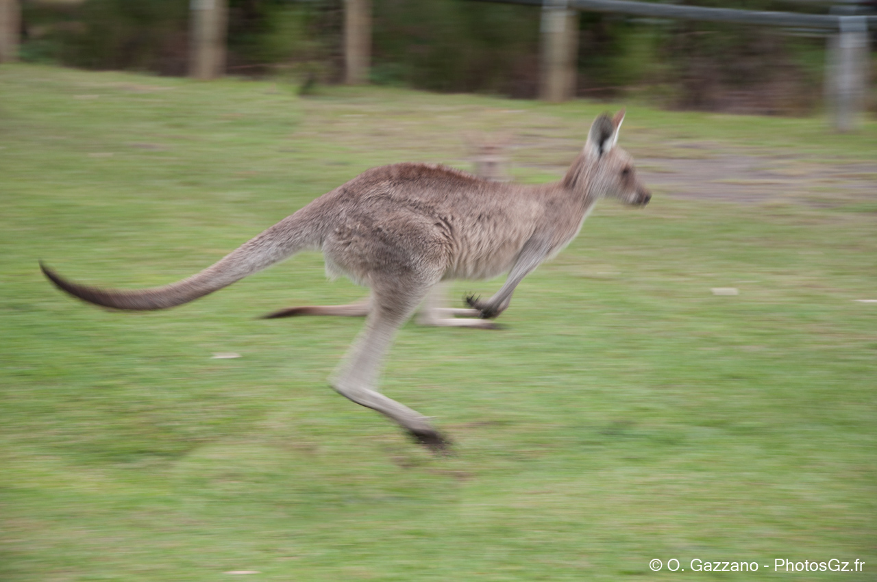 Kangourou sauvage
