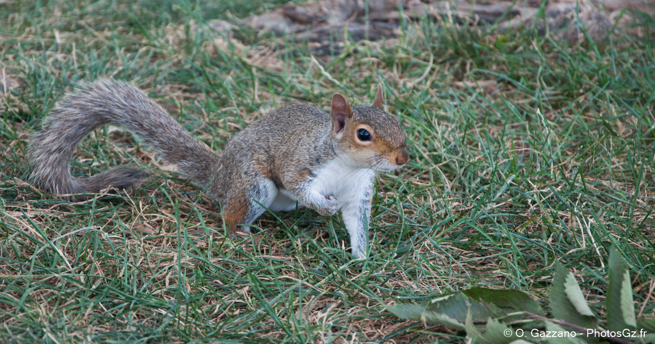 Écureuil de Washignton