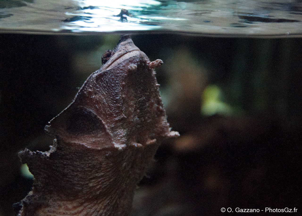 Tortue Matamata en train de respirer - Zoo de Washington DC