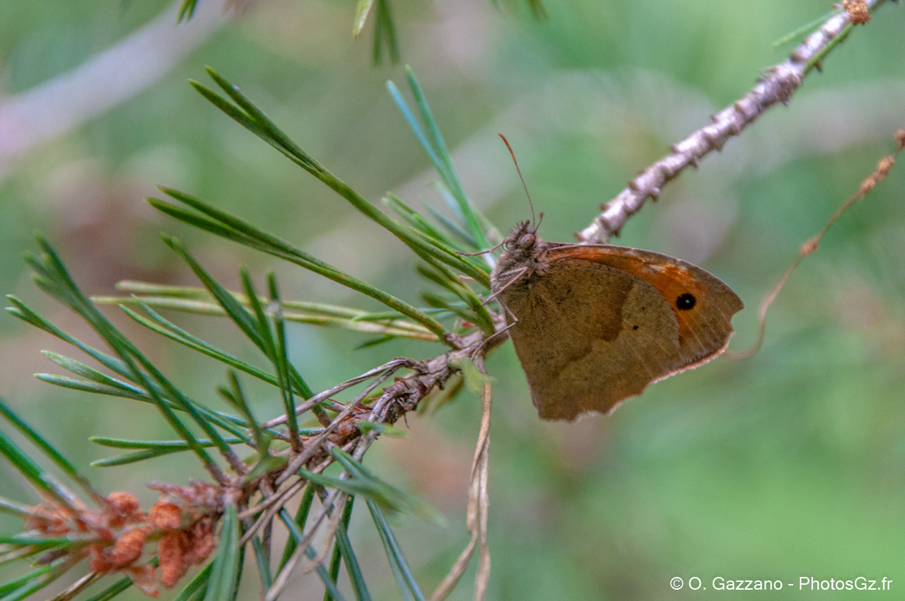 Papillon dans la forêt de Rambouillet